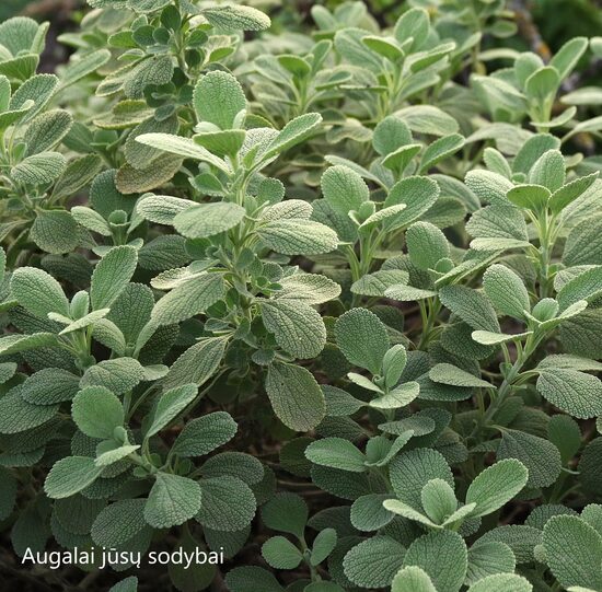 Šantra (Marubium bourgaei) 'All Hallows Green'